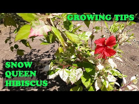 EASIEST Tropical Flowering Plant To Grow | Snow Queen Hibiscus