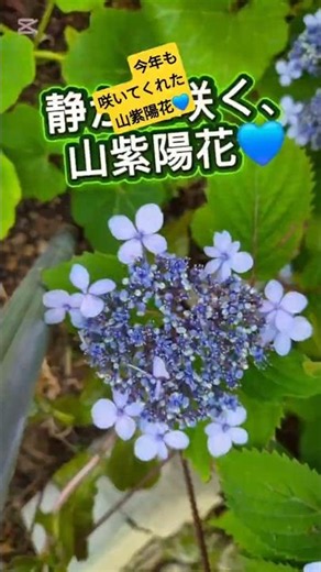 今年も美しく咲いた山紫陽花💙Mountain Hydrangeas in Beautiful Bloom 💙올해도 아름답게 핀 산수국💙