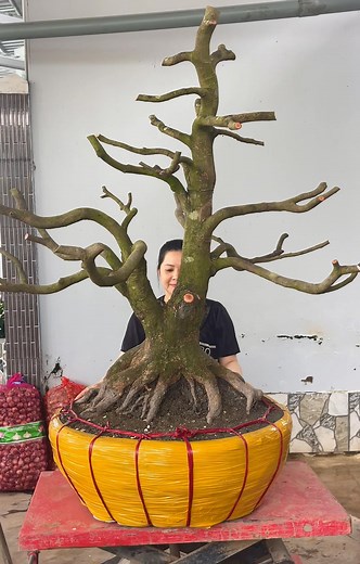 Phong Lê on Reels | Facebook