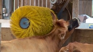 FebruDAIRY 6th! 🐮 It’s simple…Happy cows = Healthy cows! 🥛 That’s why our Jersey cows can keep themselves entertained scratching their backs while in the cow shed. The brushes are extremely flexible, they rotate back and forth and help to promote excellent herd health. This Jersey gal is loving her pamper station. 🥰 | Jersey Dairy