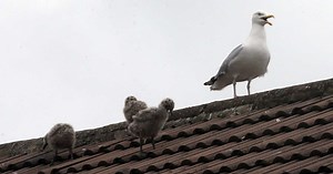 What to do if you are attacked by a seagull