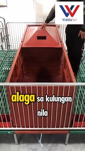 1K reactions · 48 shares | Available pa rin ang ating mga Piglet Brooder House, mag message at mag order na or click lang ang link sa comment section para makapag direct order! | Viddavet Ph | Facebook