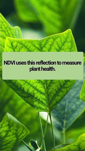 How Satellites See Plants: NDVI Explained Simply