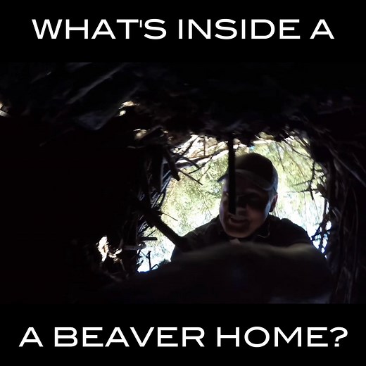 12K views · 63 reactions | Can you climb into a Beaver Lodge? Is there a difference between a home and a dam? | What's Inside? | Facebook