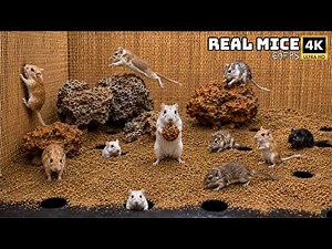 Cat TV Mouse Maze 🐭 Real Mice and Gerbils Pop Out of Tiny Holes for Cats | 4K 60FPS