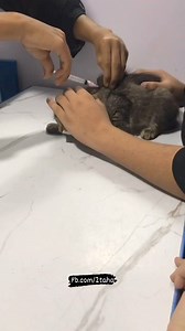 10K reactions · 674 shares | المشمشاااووو دايماً على حق  ...! . . . . . . Original video: unknown. DM for credit... Text overlay & script: . #cat #cats #catlover #catoftheday #catsofinstagram | Taha Mohammed | Facebook