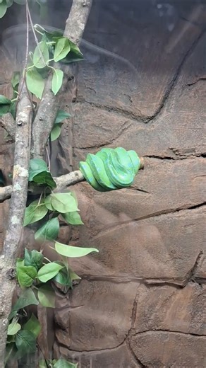 Snakes are masters at blending in lol