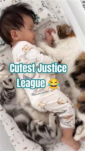 Pets as DC Superheroes?! Funny Pet Transformations! 😹🦸‍♂️ #furbabies #cuteanimals #pets