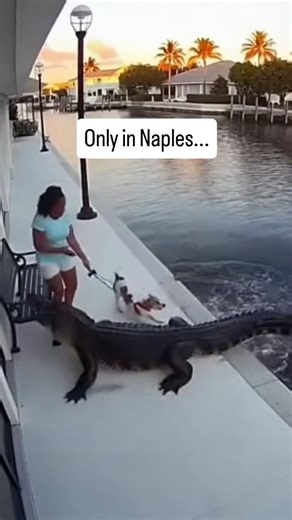 Sunset over a residential canal in Naples, Florida. Calm water reflecting palm trees and waterfront homes along the Gulf Coast. On the surface, everything appears peaceful. American alligators inhabit canal systems throughout Southwest Florida, using seawalls, docks, and shoreline edges as hunting zones. These waterways connect neighborhoods directly to natural habitat, creating shared space between development and wildlife. Alligators are ambush predators capable of explosive acceleration from 