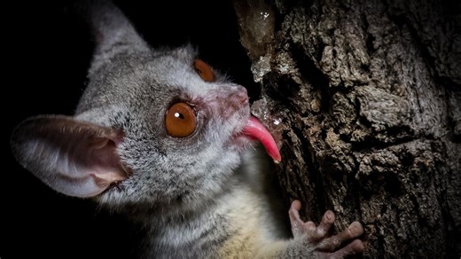 How Nocturnal Bush Babies Survive at Night | WHYY