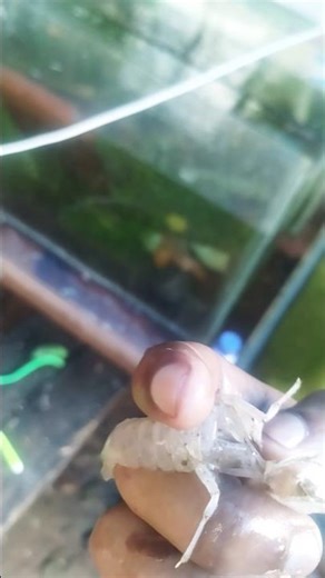 shell remove മാത്രമേ നടക്കുന്നുള്ളു 🥺 #trendingnow #shorts