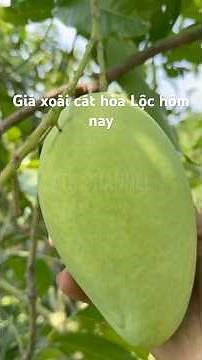#Shorts Giá Xoài Cát Hòa Lộc Hôm Nay | VTK.CHANNEL