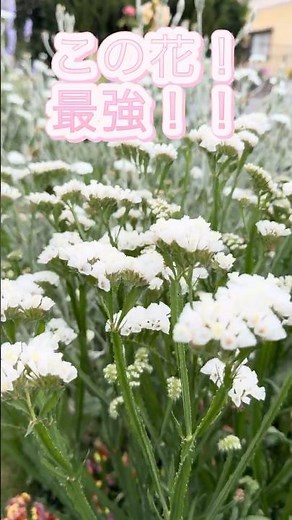 この花、めちゃくちゃ優秀です！切り花でも見るスターチス！ #flowers #庭作業 #庭づくり