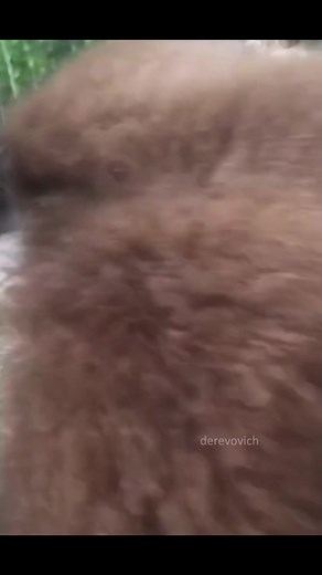 Fun Monkey Spinning to the Beat of Amen Break on TikTok