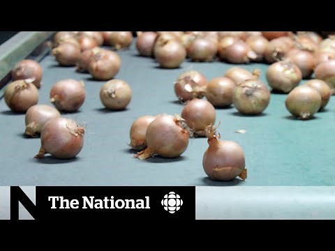 Salmonella cases linked to onions weeks after recall