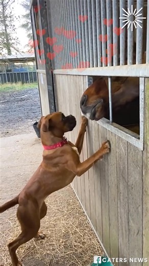 An unusual romance tale! | Animal Lovers