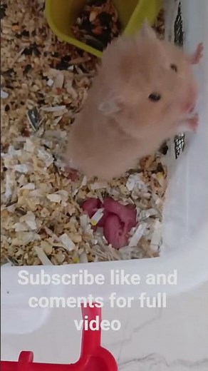 Syrian 🐹 hamster breeding