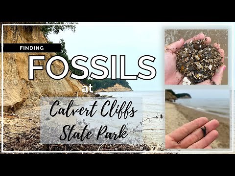 Finding FOSSILS at Calvert Cliffs State Park