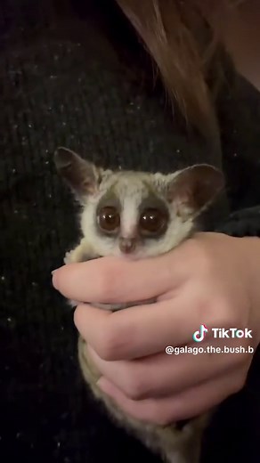 Discover the Agile Galago: Africa's Nocturnal Primate