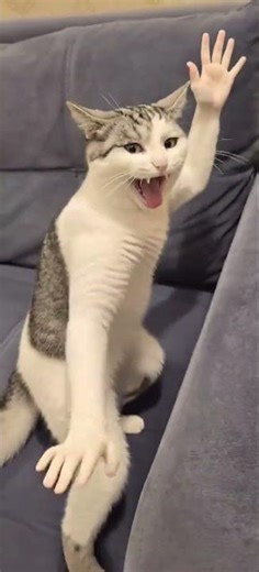 nyeselin banget #kucinglucu #imut #cute #animals #anabul #petlover #pet