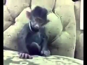 Sleeping Monkey is woken by tickling | Schlafender Affe wird durch Kitzeln aufgeweckt
