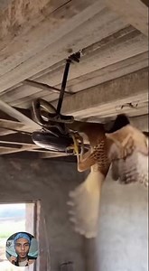 Hawk Attacks Snake Eating Eggs on Ceiling Fan | Realistic Wildlife Fight