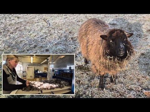 Processing wool, talking yarn and knitting and this maker's soapbox.