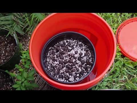 Germinating Different Palm Seeds.