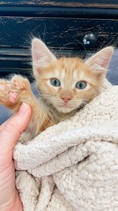 Our little Candied Yam is pretty special! She’s a floofy orange tabby polydactyl female.🧡 She’s also the most brave of her siblings! She loves to cuddle and be pet, and thinks I have magic scritching abilities. I hope her silly brother and sister follow her lead soon as they are still skeptical of my purpose in life. 🤷🏼‍♀️ #kittenlove #kittenrescue #floofsofinstagram #floofycat #orangetabby #polydactylcat #polydactylcatsofinstagram #kittensofig #rescuecatsofinstagram #meowmeow #meowdel #catlo