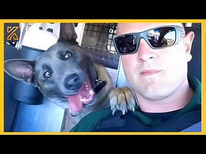 🐕 🎥The most DRAMATIC DOG on the planet 🤣