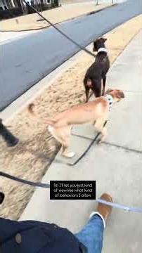 A free walk-Read the description for more information. ￼