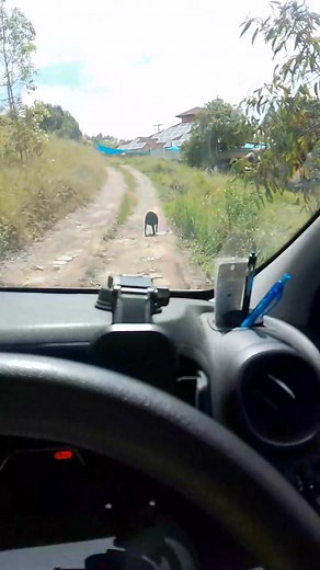 Chapter Two. Was Worried When He Took Off Towards Road But As You'll See A Happy Ending ❤️ | Stephen Webster | Facebook