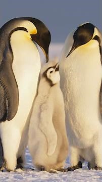 From Africa to Antarctica, discover extraordinary penguin footage. #SecretsOfThePenguins #ourHOME