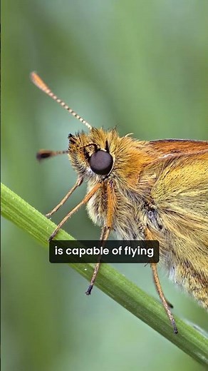 This Butterfly Can Fly Faster Than a Horse!