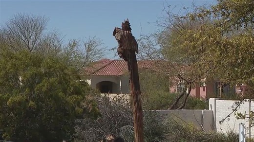 Saguaro cacti dying at rapid rate in the desert