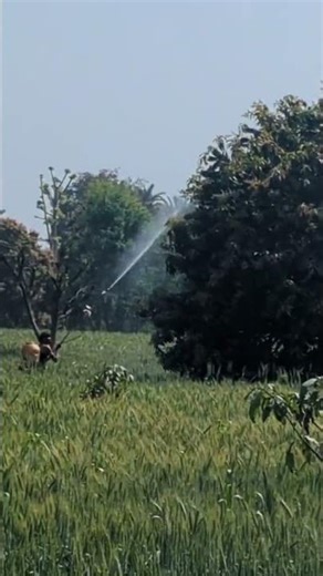 While packing mangos