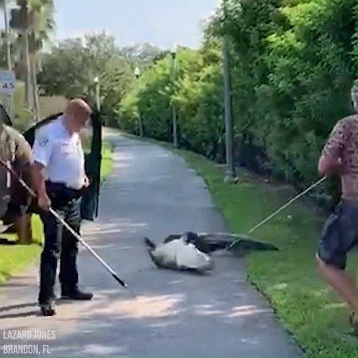 This gator isn't giving up without a fight! The 9-foot alligator hissed and attempted a "death roll" as it tried to escape trappers, who managed to remove it from a Brandon sidewalk 🐊 STORY: http://bit.ly/2ktovKo | FOX 13 News - Tampa Bay