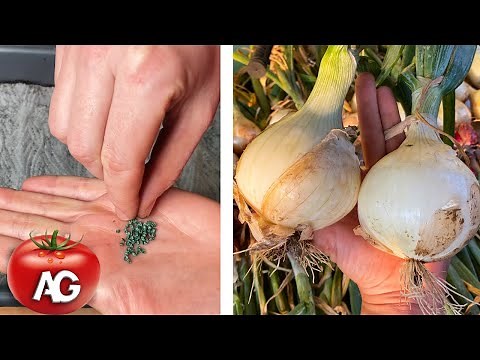 Growing large onions from seed in 1 season from sowing to harvest