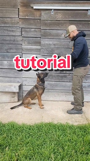 K9 Training Tips for Pet Owners