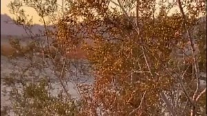 1.2K views · 211 reactions | The Beasley Strut . (Desert life ) available on all digital platforms . For more music https://songwhip.com/walter-beasley | Walter Beasley | Facebook