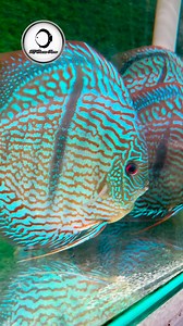 Blue Moon Heckel Cross KL DISCUS FARM #discustank #aquarium #heckelcross #discusfish #WildCross #discus #aqua #fish | Jackson Keong