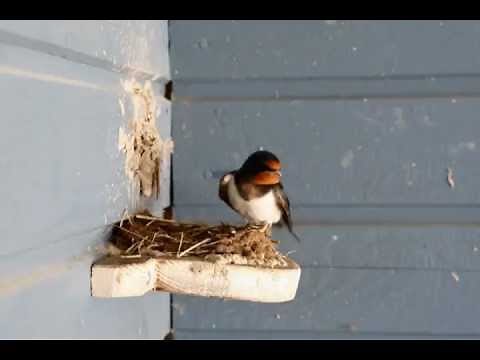 Barn Swallow nest building project
