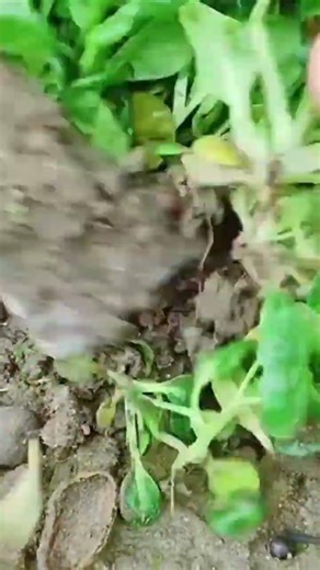 harvesting the green vegetable plants precisely using a professional manual sharp metal spade tools
