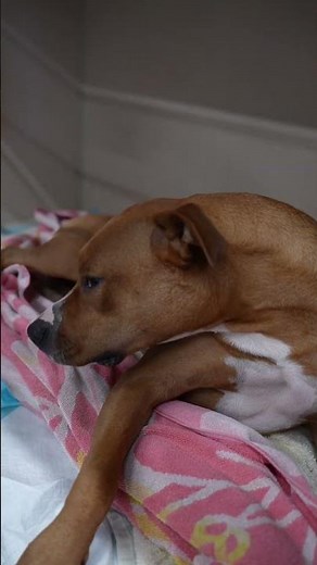 Ever wonder what your dog looks like waking up from a spay?