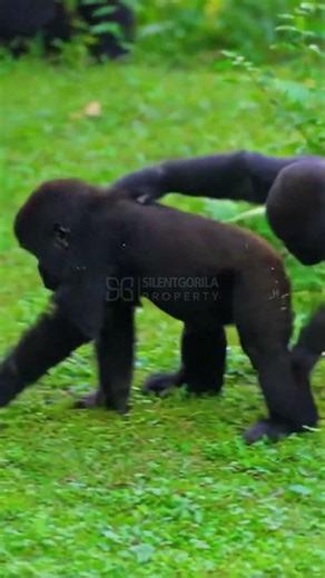 The Secret Social Life of Mountain Gorillas Revealed