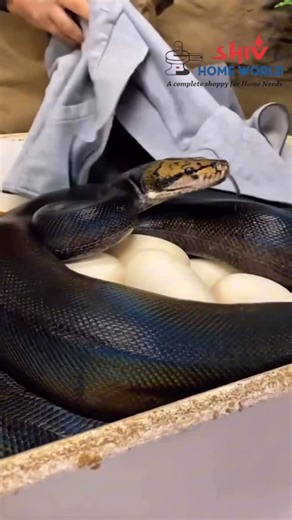 Shivhomeworld on Instagram: "🛍️ Upgrade Your Home in Style! Discover a wide range of premium bedsheets, blankets, quilts, one-side curtains, designer curtains & more only at SHIV HOME WORLD ✨ 🏠 Your One-Stop Home Furnishing Store 📍 Road No. 1, KPHB Colony, Kukatpally, Hyderabad 📞 99082 58079 | 91336 04440 📌 Google Maps: https://www.google.com/maps/search/?api=1&query=Shiv+Home+World+KPHB+Colony+Hyderabad Transform your home with comfort, quality, and beautiful designs. Visit us today! ❤️ #S