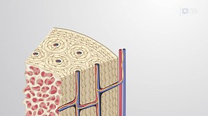 Video: Compact Bone