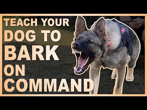 How to Teach Your Dog to Bark on Command.