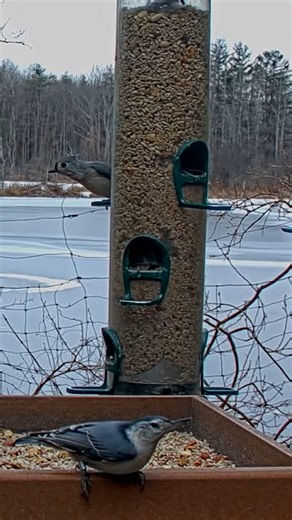 11K views · 622 reactions | Check out these busy birds on the Cornell Lab FeederWatch Cam! A White-breasted Nuthatch darts from feeder to feeder as Tufted Titmice and Black-capped Chickadees grab seeds to go! 樂 Watch LIVE at AllAboutBirds.org/CornellFeeders | Bird Cams | Facebook