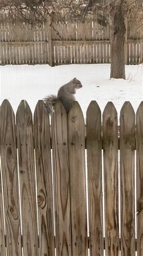this is his villain origin story #poodle #doglife #windowwatcher #squirrel #dramatic | Daniel MacArthur